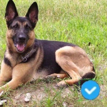 德牧幼犬价格