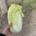 娃娃菜
