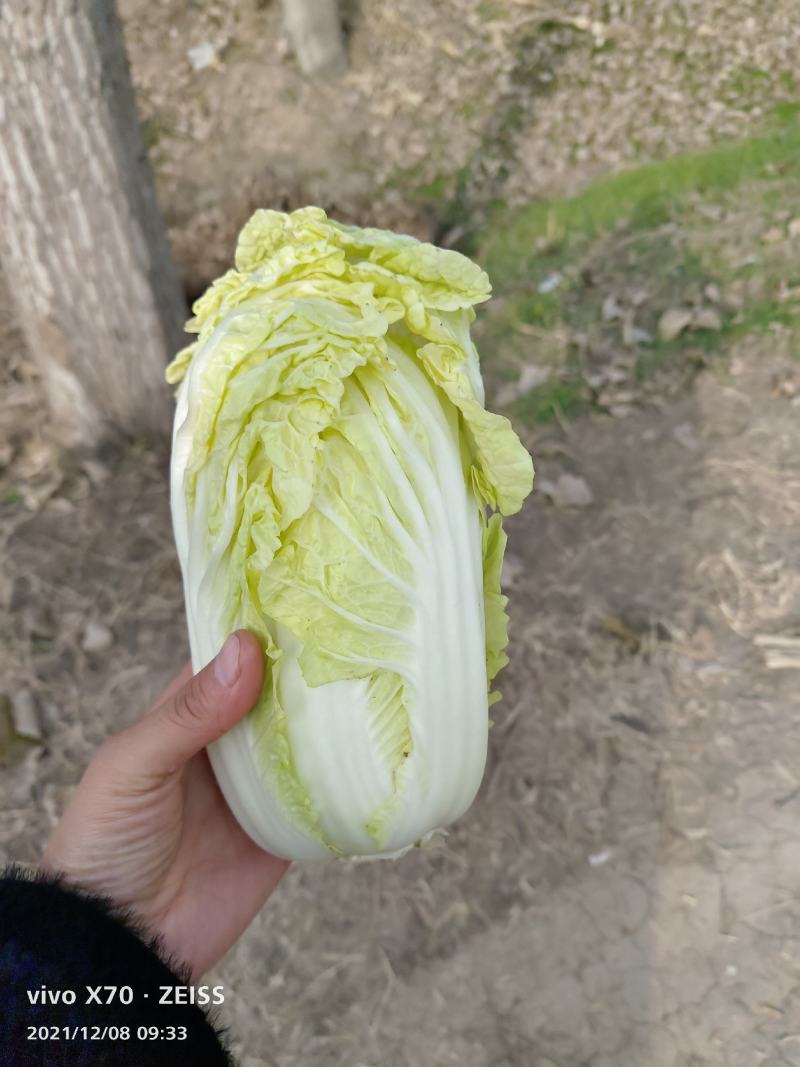 娃娃菜