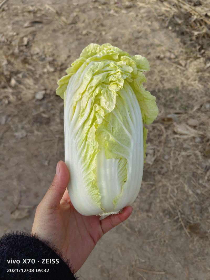 娃娃菜