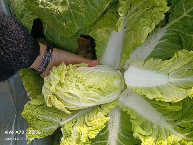 娃娃菜