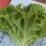 精品生菜颜色好质量优,可供超市发往全国各地