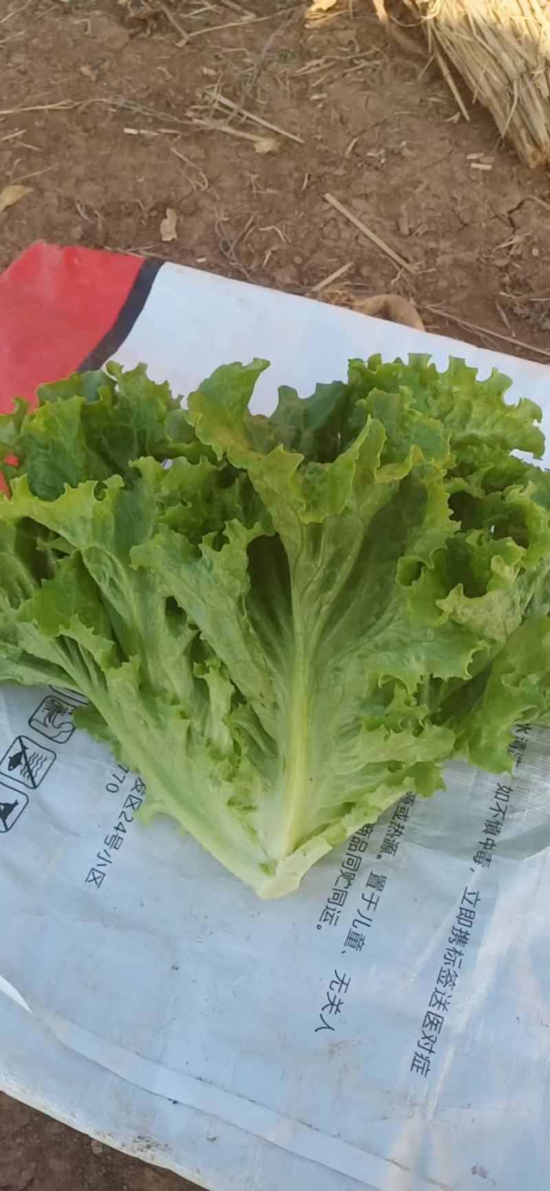 精品生菜颜色好质量优，可供超市发往全国各地