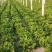 精品生菜颜色好质量优,可供超市发往全国各地