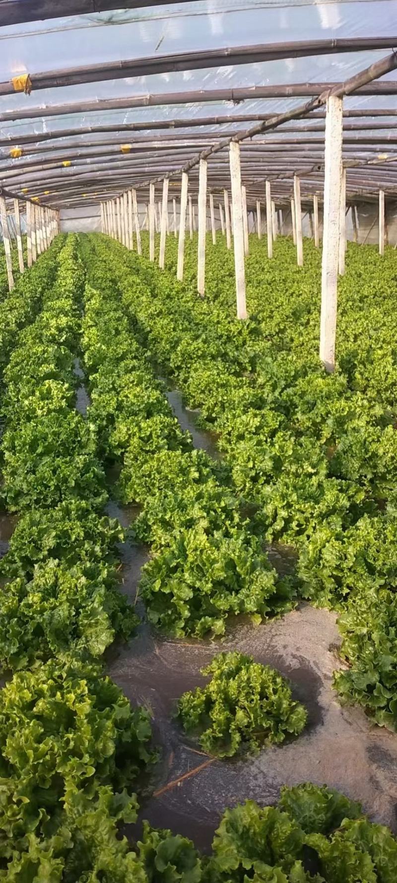 精品生菜颜色好质量优，可供超市发往全国各地