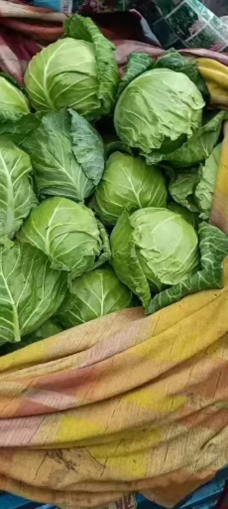 精品甘蓝颜色绿，本地中甘系列，可散装，袋装，货源充足
