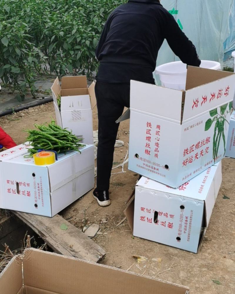 西昌香橱公司优质精品螺丝椒