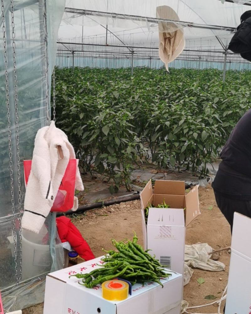 西昌香橱公司优质精品螺丝椒
