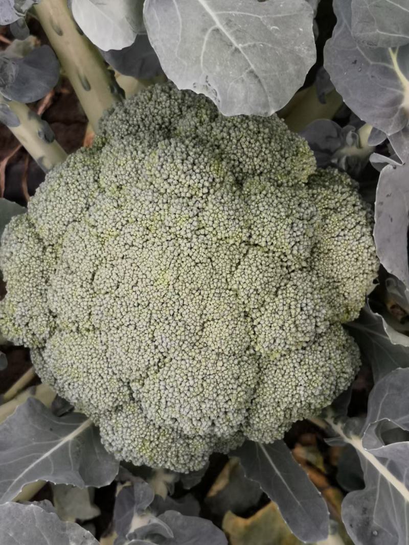精品西蓝花小米粒，货源充足，产地直供！保质保量