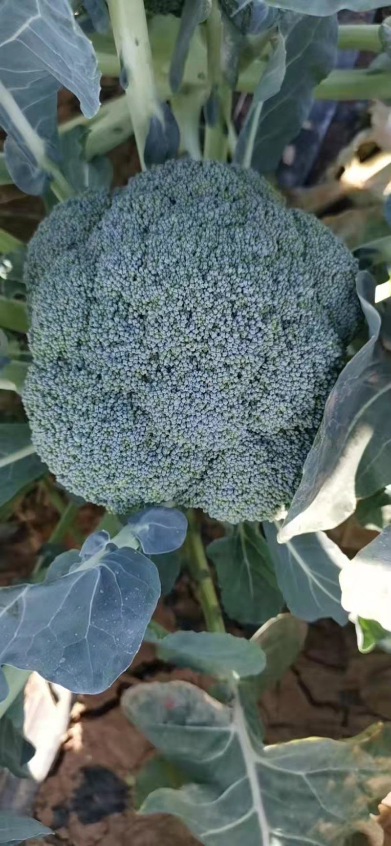 精品西蓝花小米粒，货源充足，产地直供！保质保量