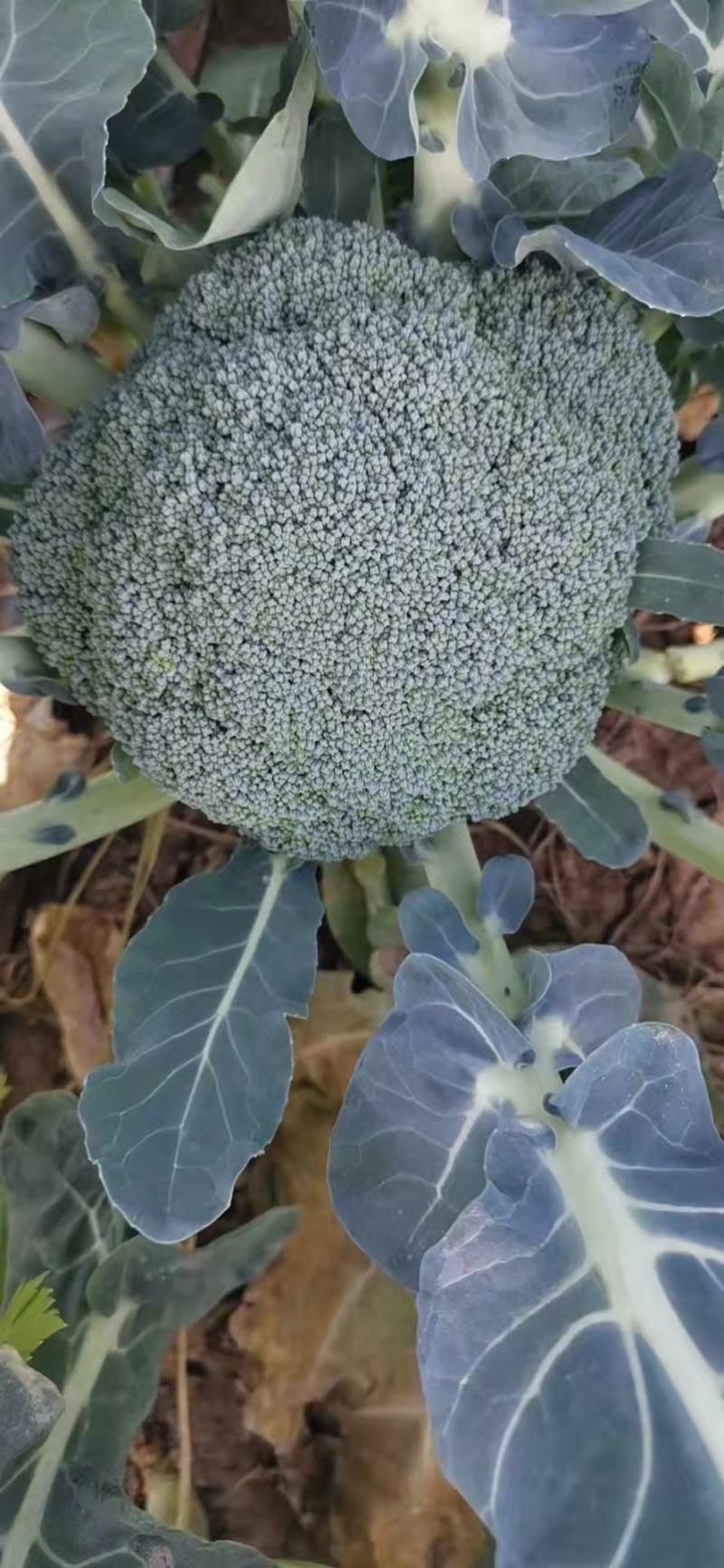 精品西蓝花小米粒，货源充足，产地直供！保质保量