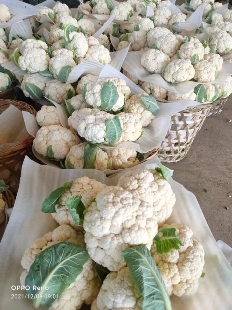 陕西精品菜花便宜了，基地直供！！！！！！！！！！！！！！