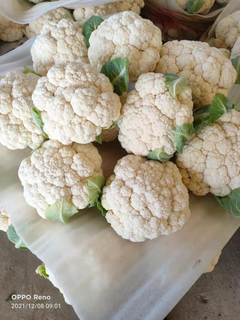 陕西精品菜花便宜了，基地直供！！！！！！！！！！！！！！