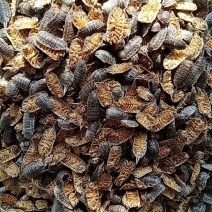 精品鼠妇虫过筛货规格齐全扁虫圆虫通货鼠妇虫
