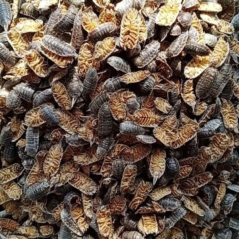 精品鼠妇虫过筛货规格齐全扁虫圆虫通货鼠妇虫
