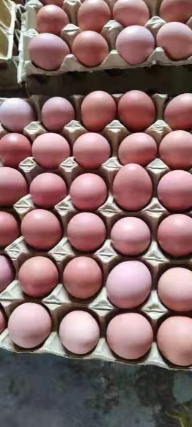 大型鸡场供应42——43红蛋日产500件
