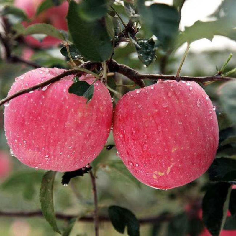 红富士水晶苹果苗（基地直供）品种纯正，根系发达