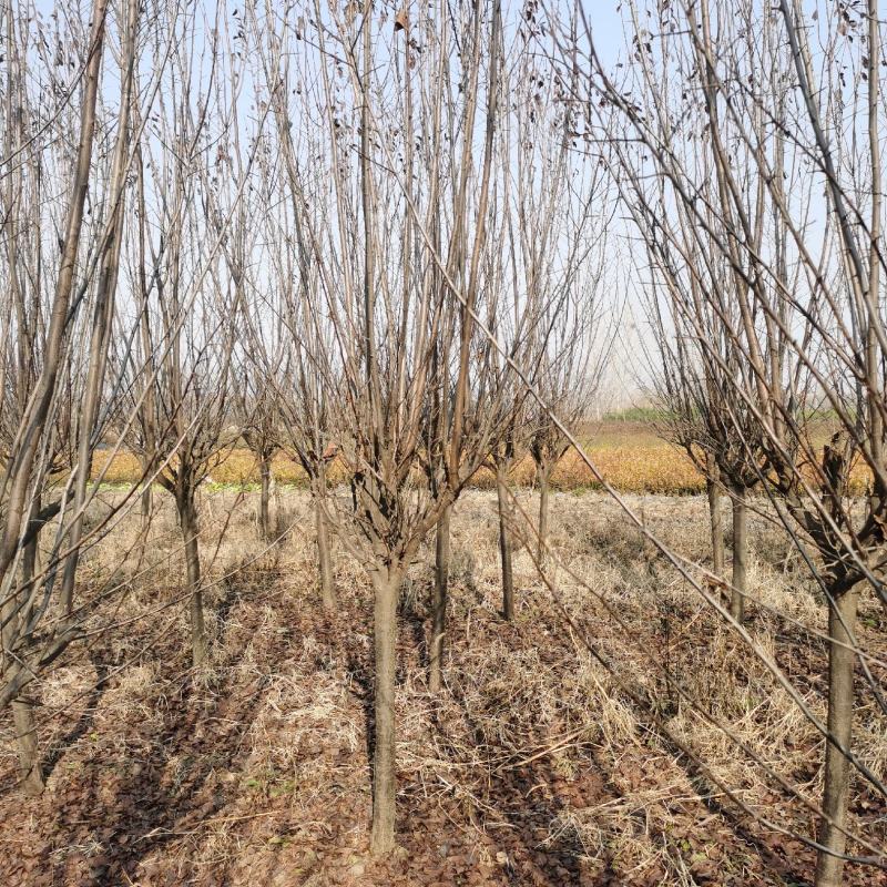 紫叶李红叶李宿迁沭阳基地直发无中间商有需要联系我