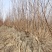 紫叶李红叶李宿迁沭阳基地直发无中间商有需要联系我