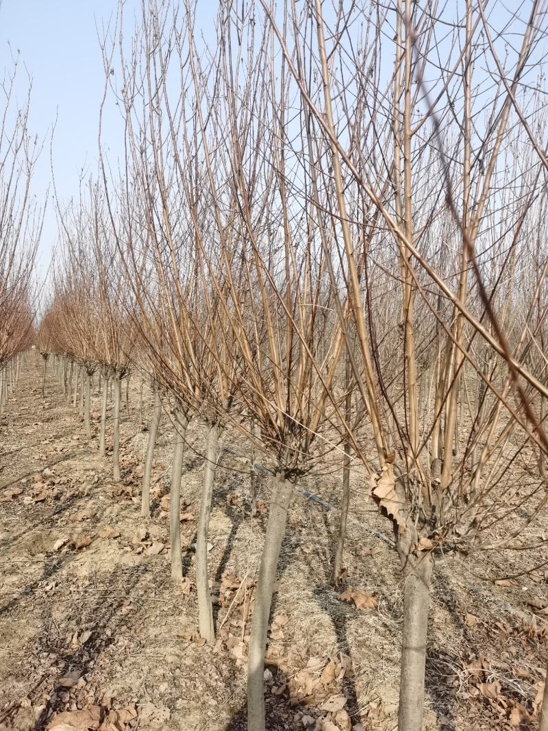 紫叶李红叶李宿迁沭阳基地直发无中间商有需要联系我
