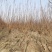 紫叶李红叶李宿迁沭阳基地直发无中间商有需要联系我