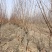 紫叶李红叶李宿迁沭阳基地直发无中间商有需要联系我