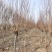 紫叶李红叶李宿迁沭阳基地直发无中间商有需要联系我