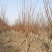 紫叶李红叶李宿迁沭阳基地直发无中间商有需要联系我