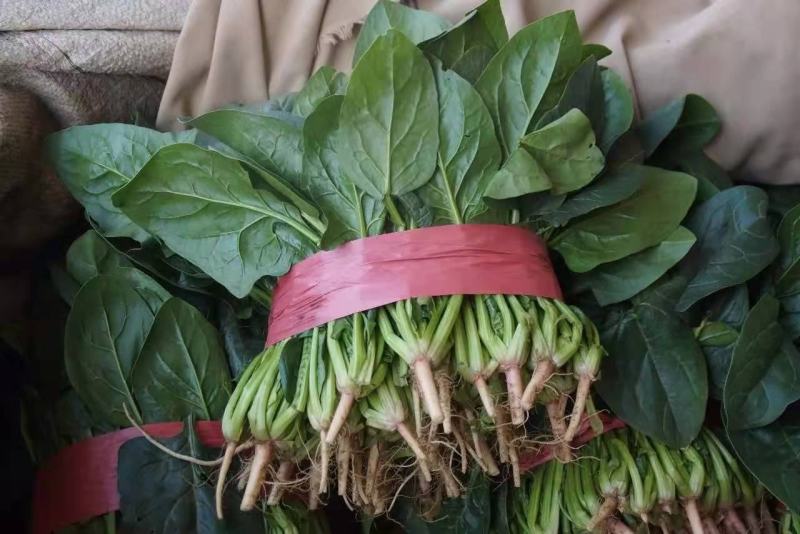 精品大叶菠菜20_25cm，可供超市，平台，一二级市场，