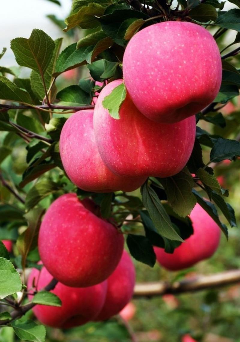 红富士水晶苹果苗（基地直供）品种纯正，根系发达