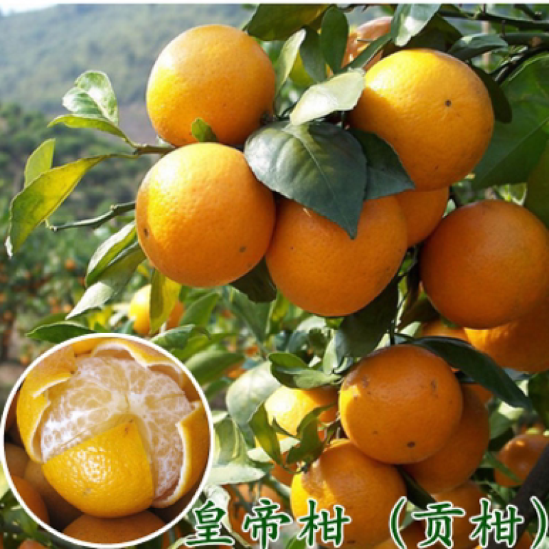 皇帝柑苗，（基地直供）正宗嫁接苗，包成活包品种包邮