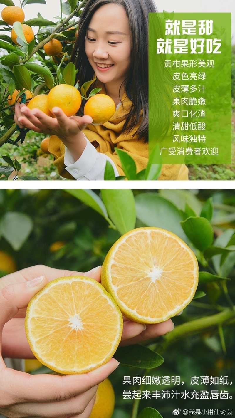 皇帝柑苗，（基地直供）正宗嫁接苗，包成活包品种包邮