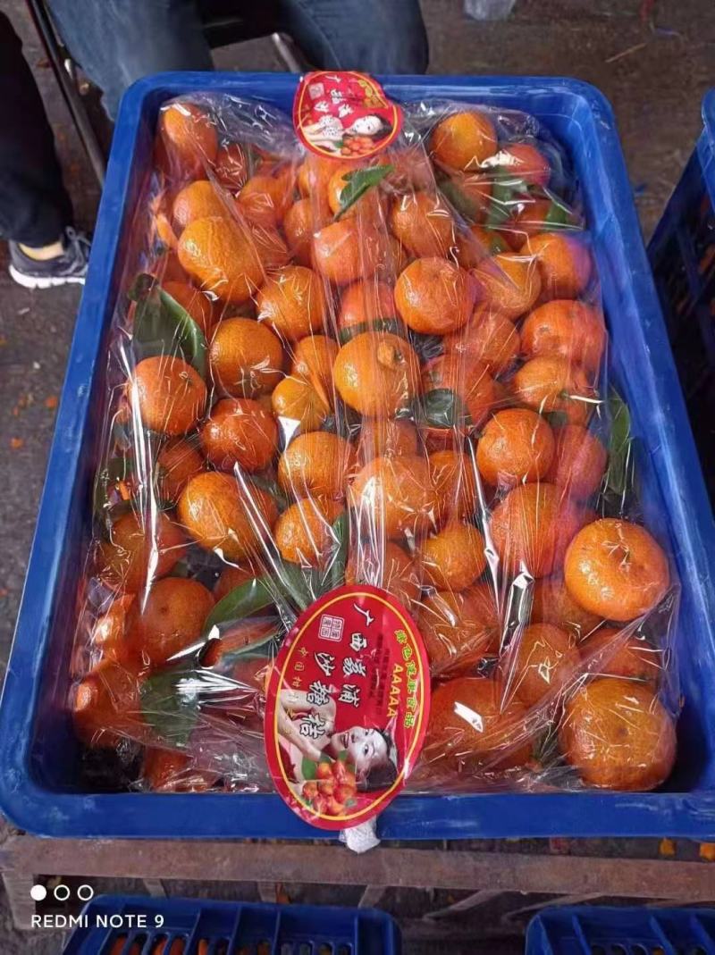 砂糖橘，皮毛鲜亮！各种规格货源，小框10斤大框40斤