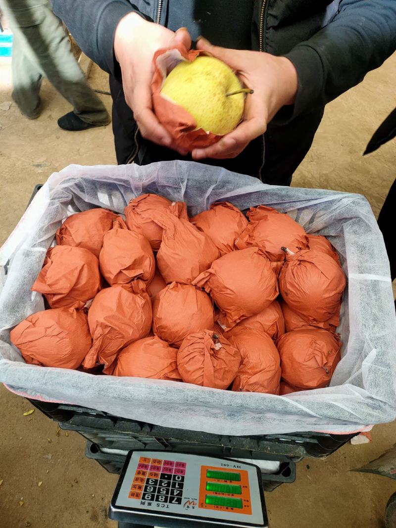 河北雪花梨大量现货供应，对接各大电商团购平台
