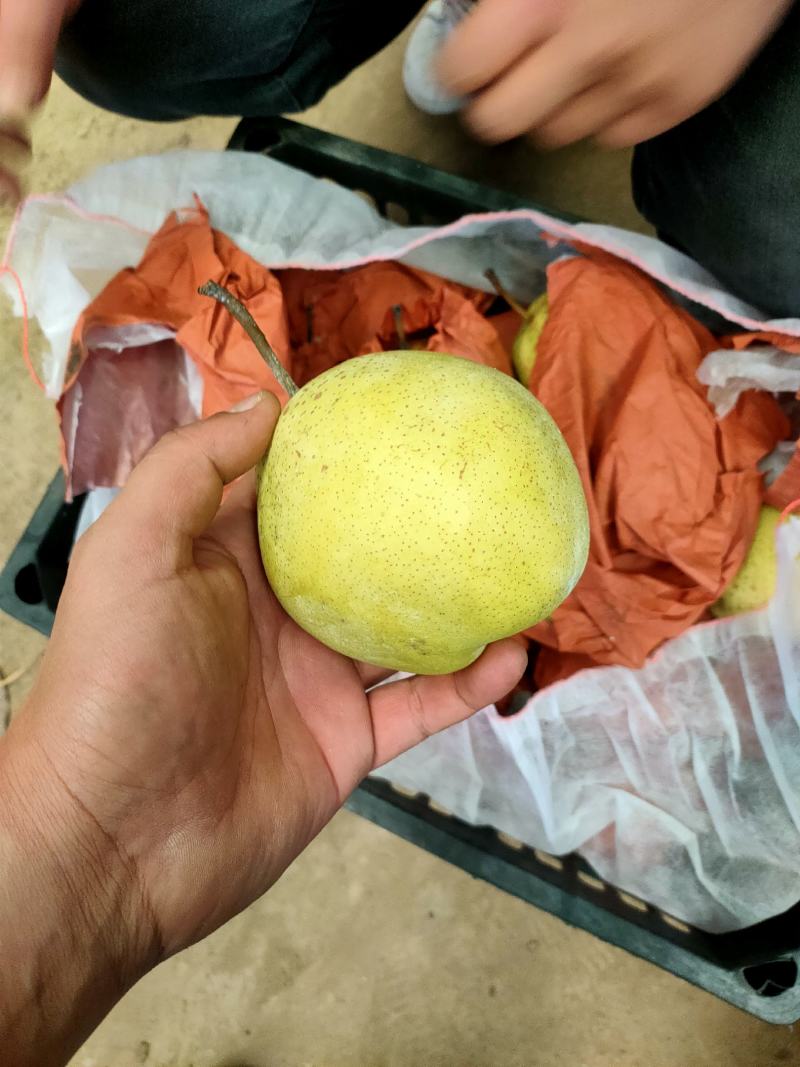 河北雪花梨大量现货供应，对接各大电商团购平台