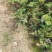 铺地柏江苏沭阳基地直发无中间商有需要的联系我