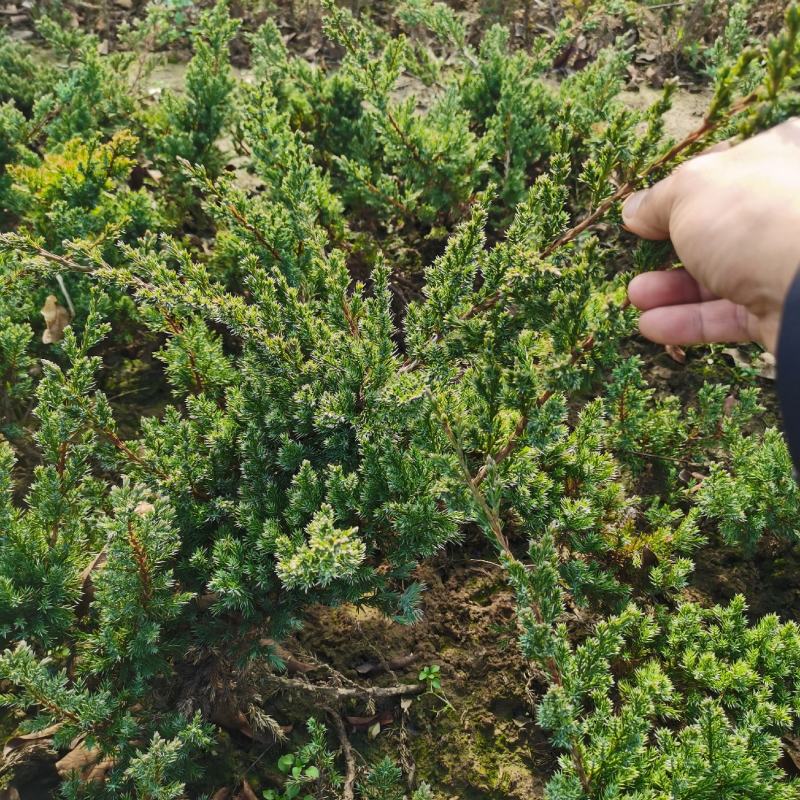 铺地柏江苏沭阳基地直发无中间商有需要的联系我