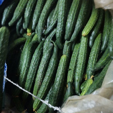 大量供应精品黄瓜和蔬菜