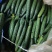 大量供应精品黄瓜和蔬菜
