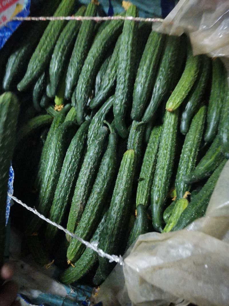 大量供应精品黄瓜和蔬菜