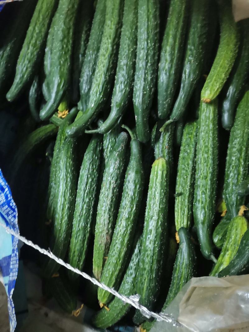 大量供应精品黄瓜和蔬菜