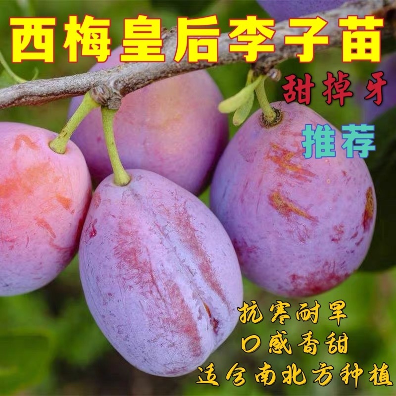 西梅皇后李子苗抗寒耐旱特别丰产适合南北方种植甜爆了