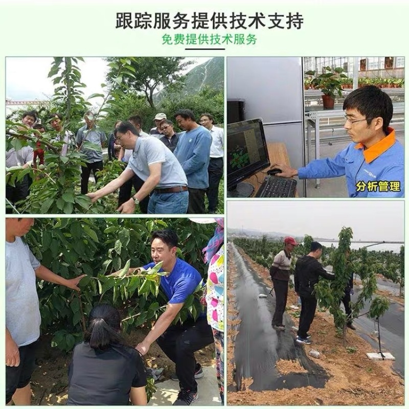 西梅皇后李子苗抗寒耐旱特别丰产适合南北方种植甜爆了