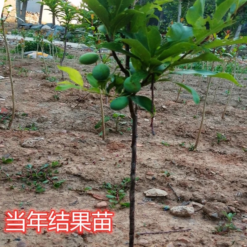 西梅皇后李子苗抗寒耐旱特别丰产适合南北方种植甜爆了