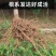 西梅皇后李子苗抗寒耐旱特别丰产适合南北方种植甜爆了