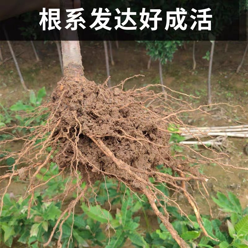 西梅皇后李子苗抗寒耐旱特别丰产适合南北方种植甜爆了