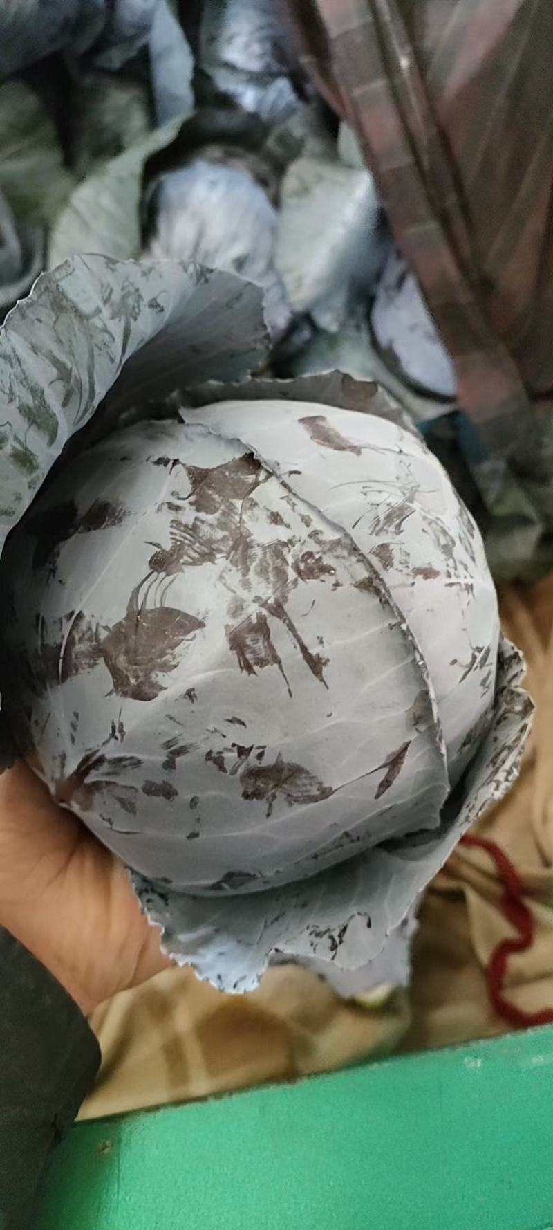 紫甘蓝，河北优质紫甘蓝，个头均匀，货源充足，欢迎下单
