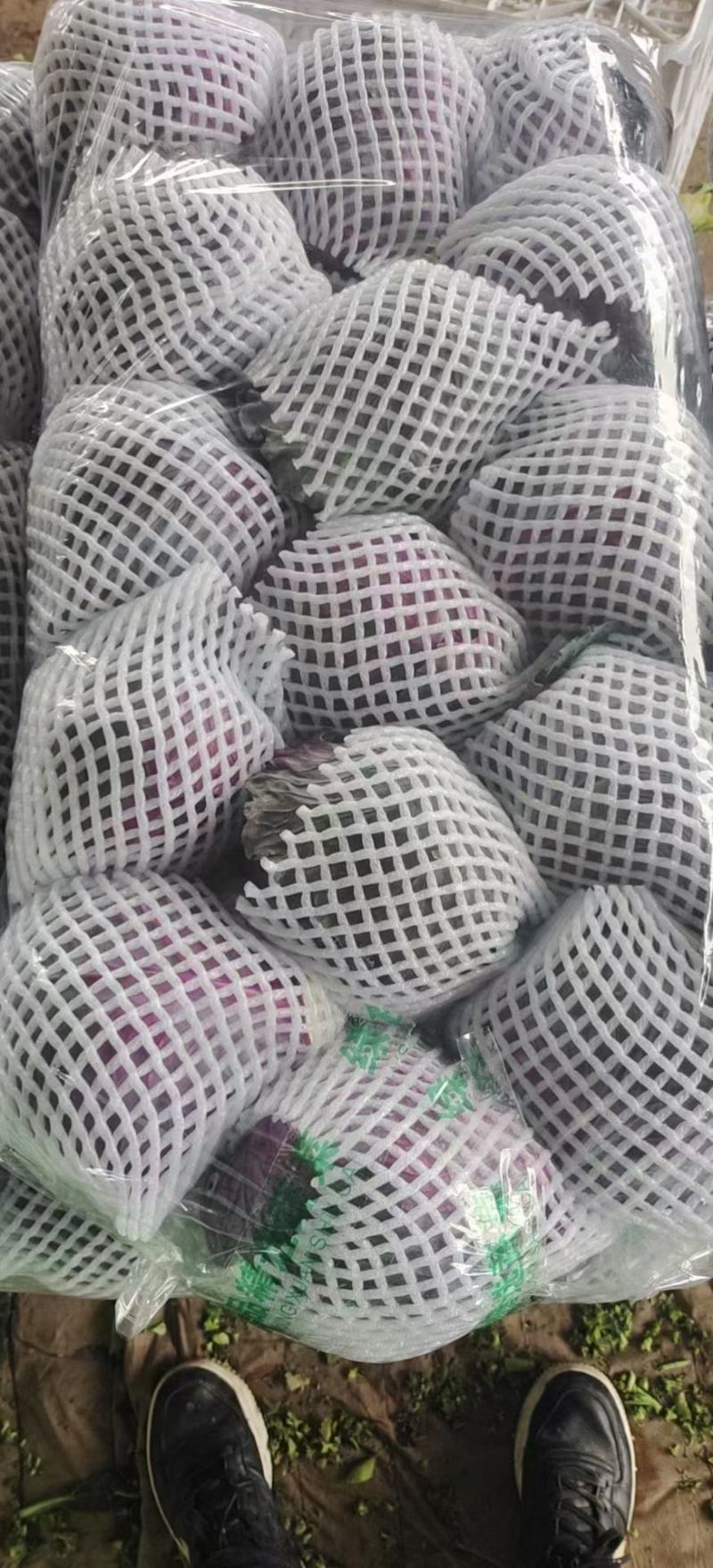 紫甘蓝，河北优质紫甘蓝，个头均匀，货源充足，欢迎下单