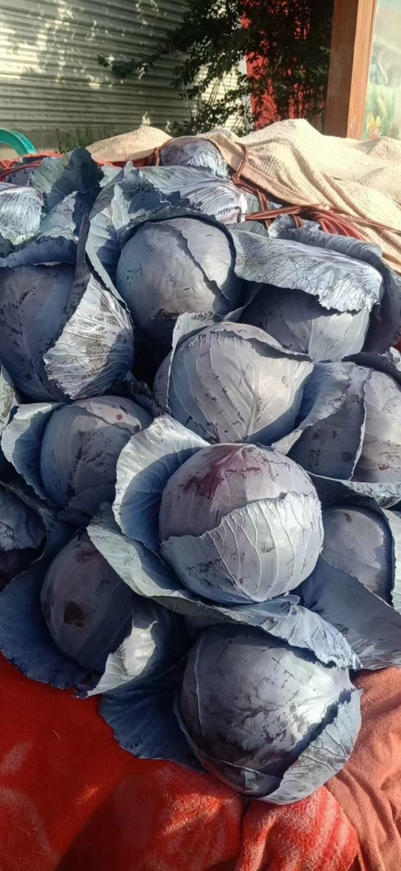 紫甘蓝，河北优质紫甘蓝，个头均匀，货源充足，欢迎下单