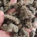 中药材草河车～拳参～1公斤起售～量大从优